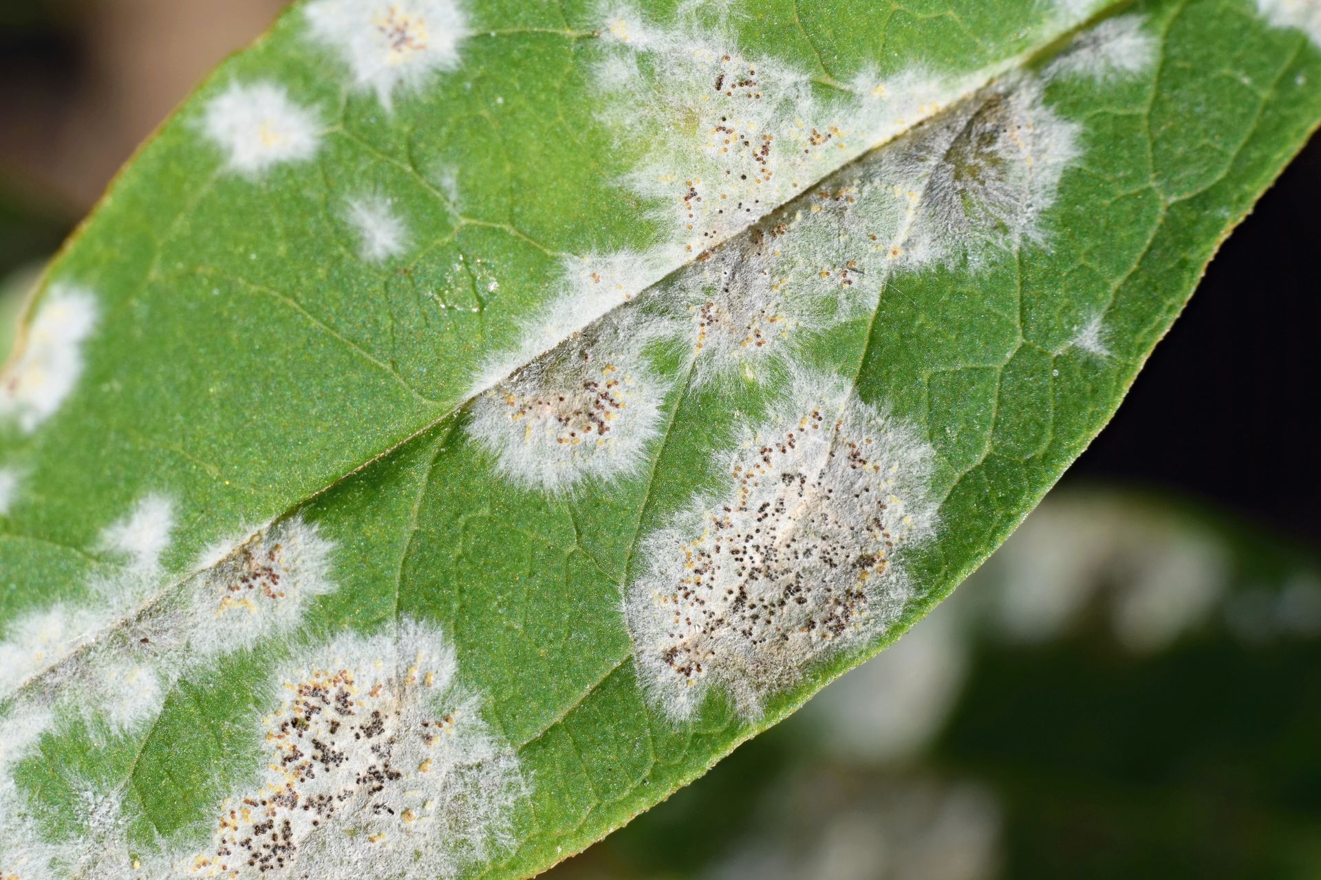 Powdery mildew on a plant leaf