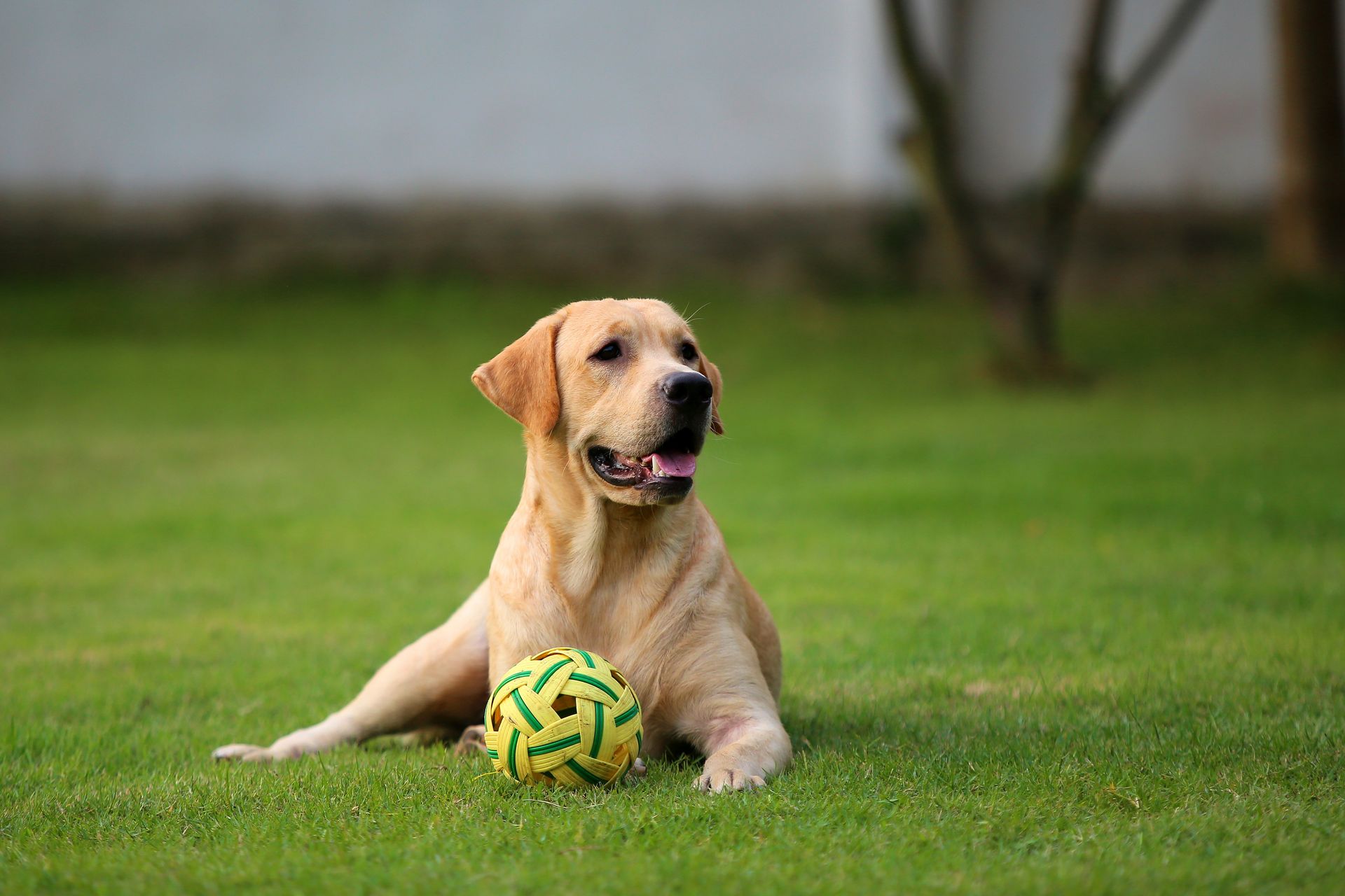 A pet relaxing on a well-maintained lawn. Turf Magic's lawn fertilization treatments are pet-safe as soon as they're dry!