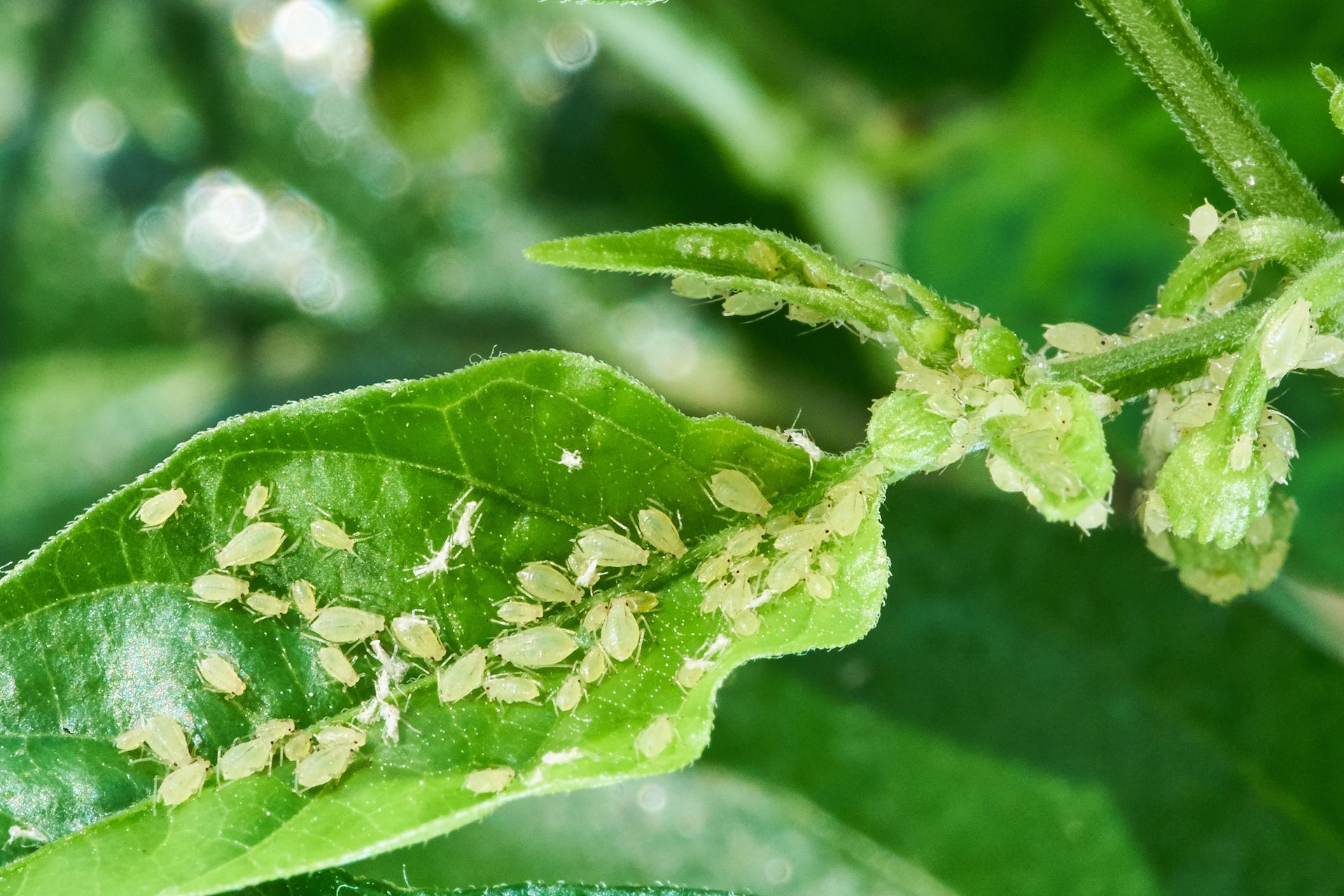 Aphids on a leaf