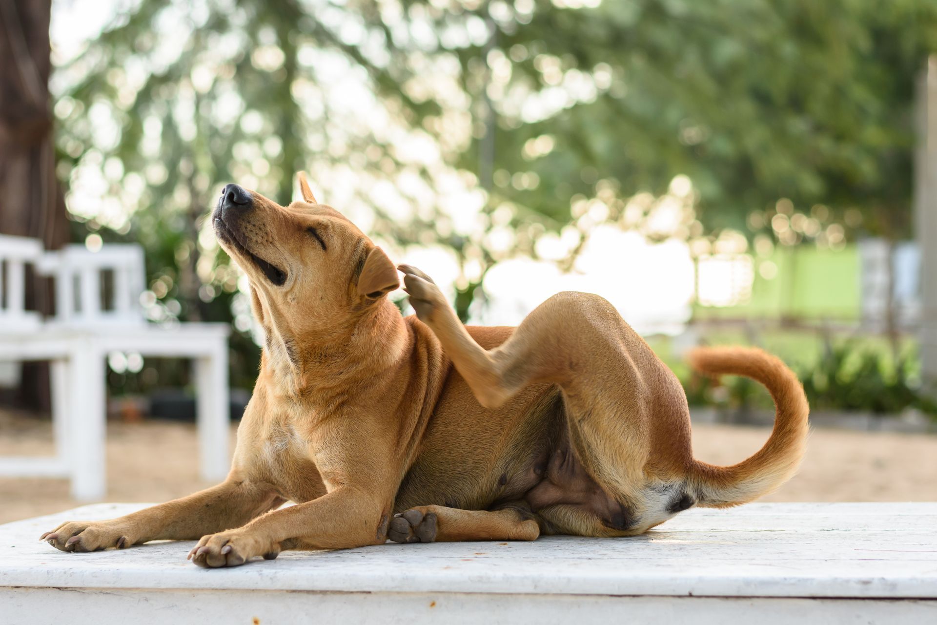 A dog scratching at flea bites