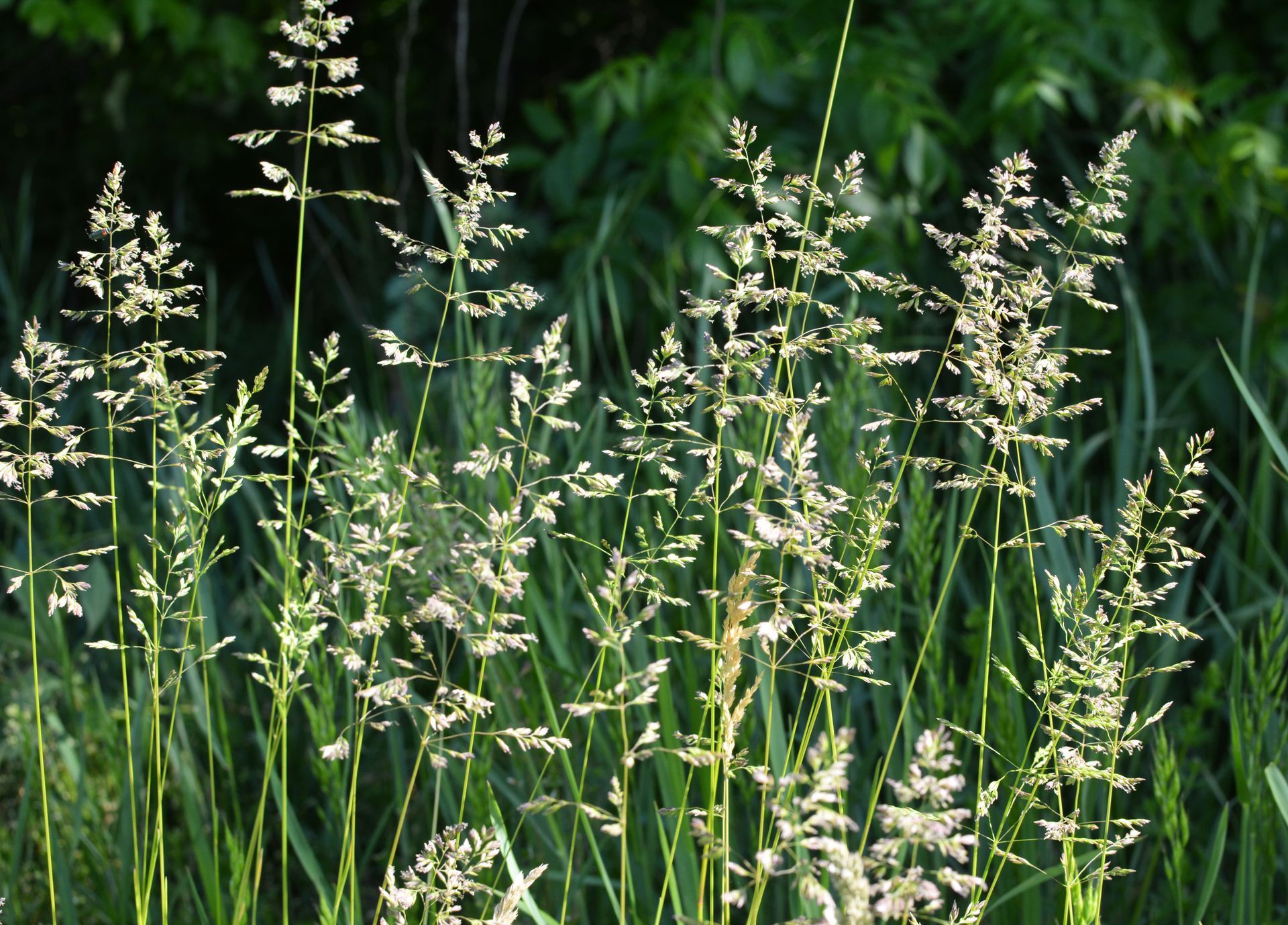 Poa annua is a common weed experienced in Middle Georgia lawns.