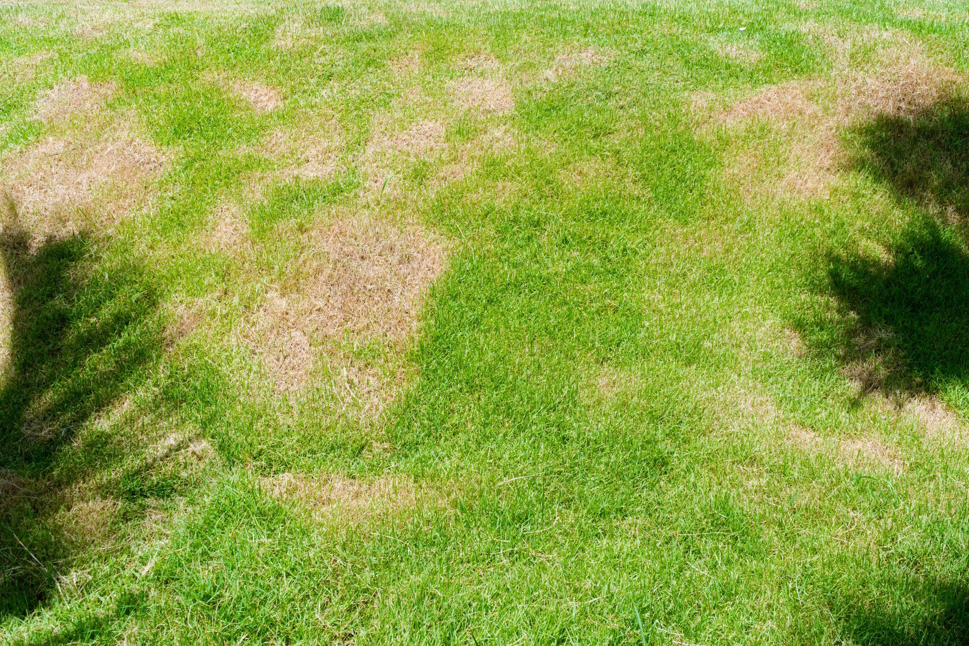 Patchy green lawn with irregular brown spots indicating dry or damaged grass.