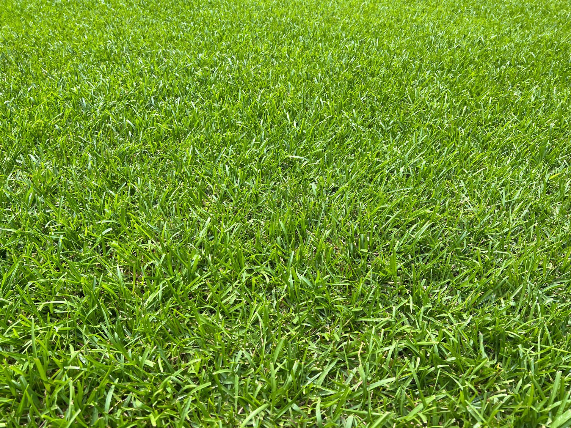 healthy grass