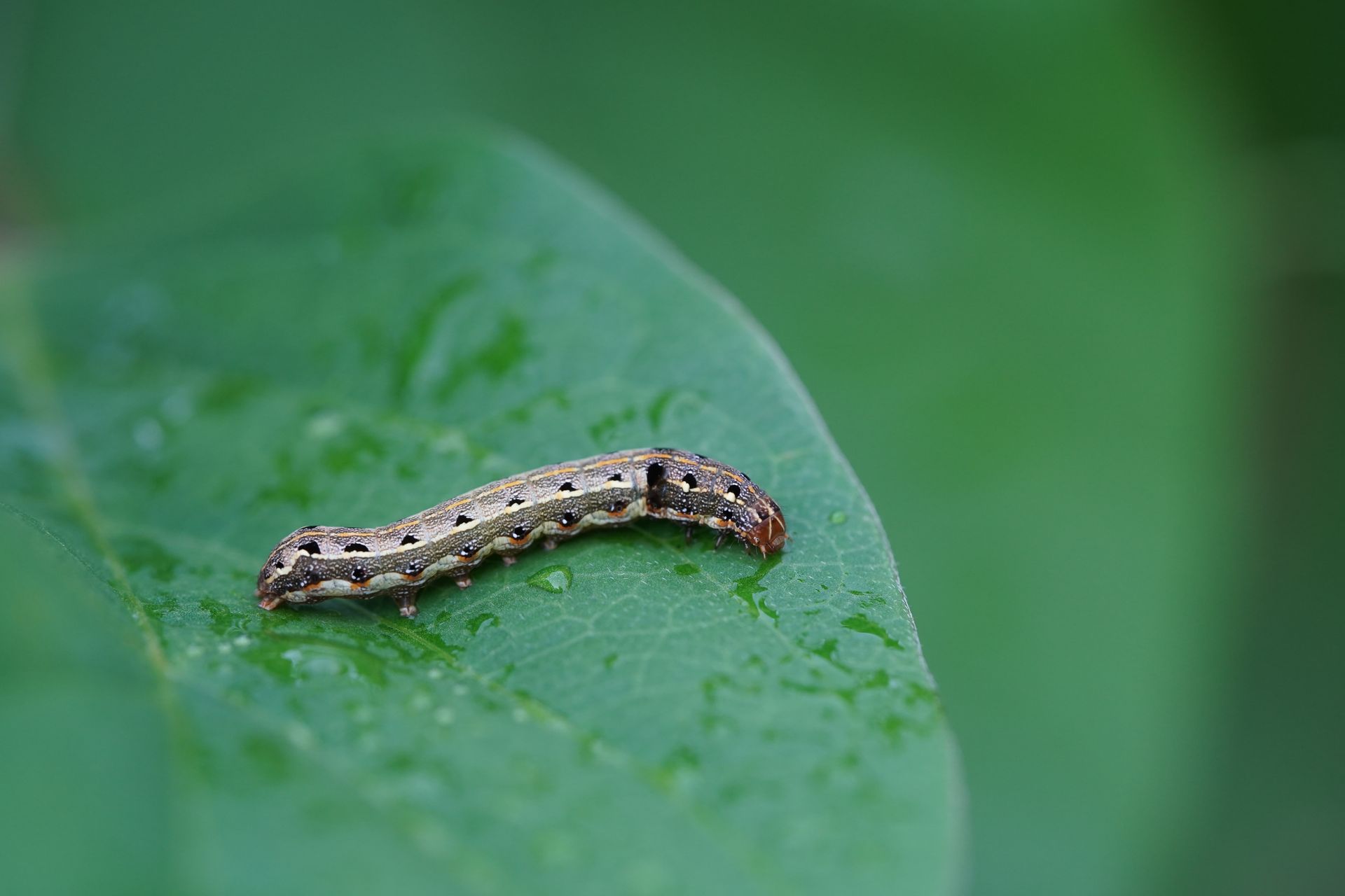 An armyworm crawling on a leaf