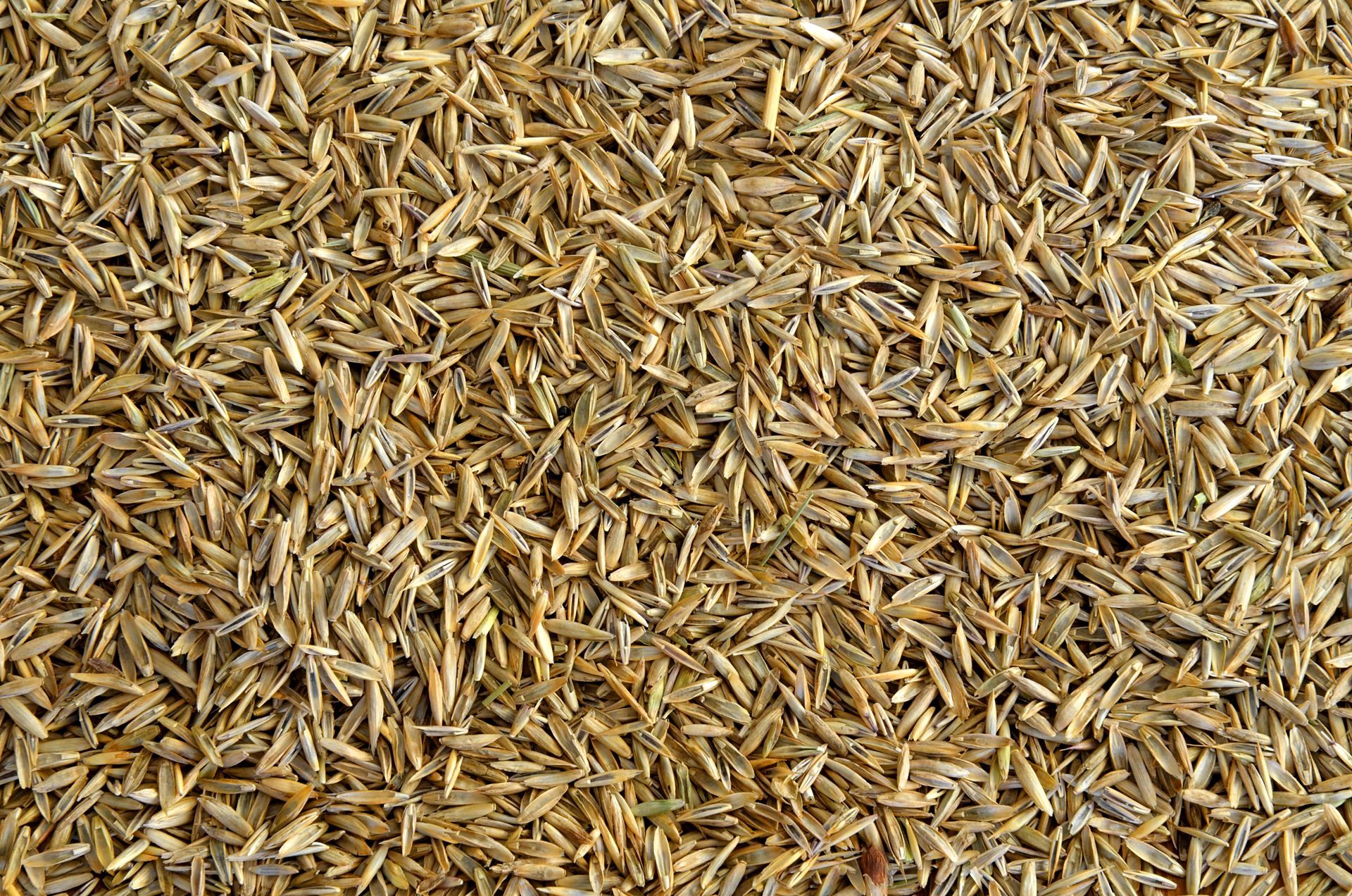 Best aeration and overseeding services for healthy lawns in Forsyth, GA.