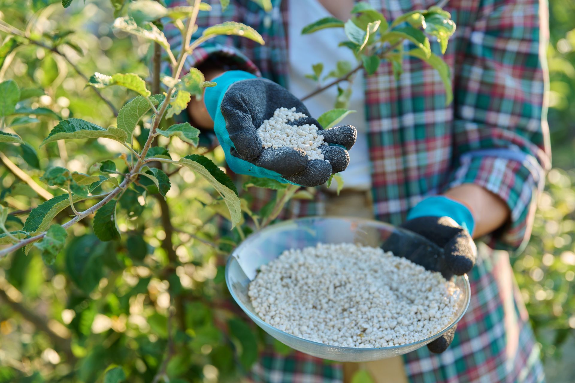 Gardener wearing gloves holding granular fertilizer over a small tree, with fertilizer pellets in a bowl.