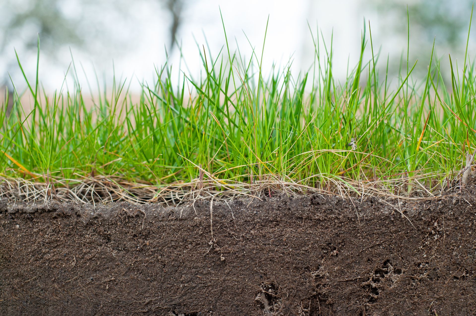  Photograph of a slice of turf grass that shows the grass blades on the opt half and the soil on the bottom half. 