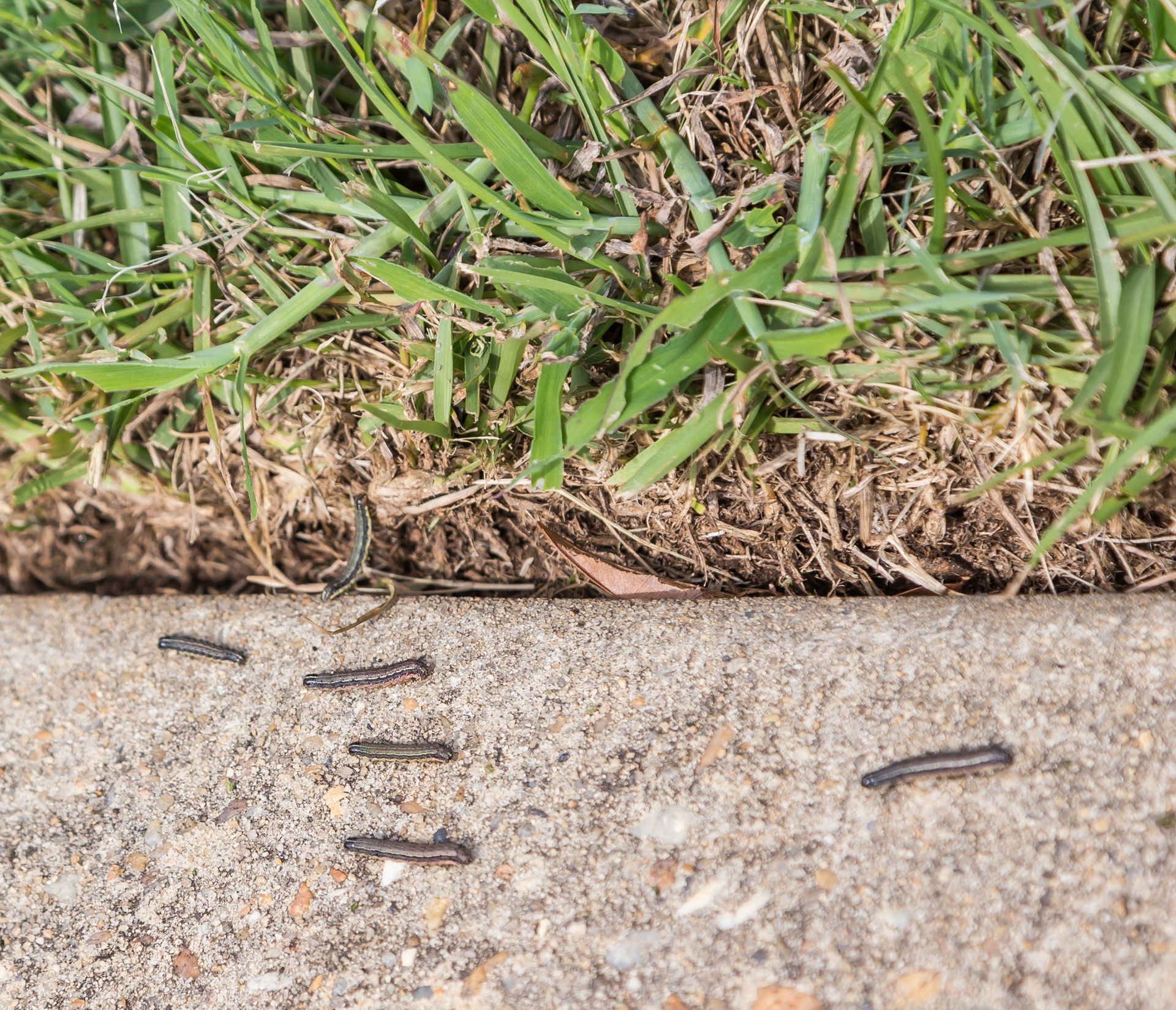 Army worms crawling along a concrete edge next to a grass lawn, indicating a lawn pest infestation.