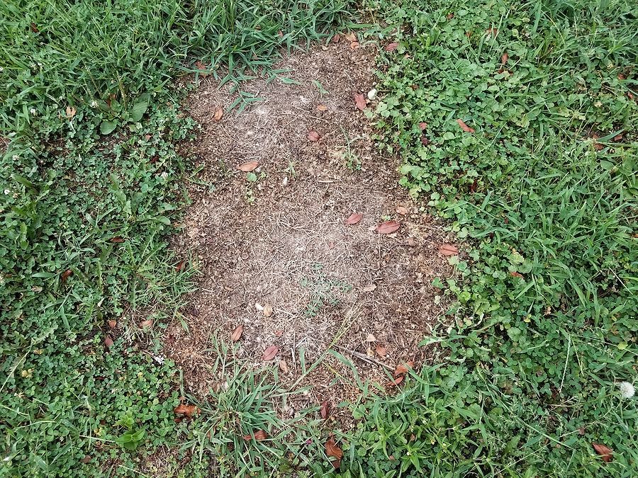 Circular brown patch of dead grass surrounded by healthy green lawn, showing signs of lawn disease.