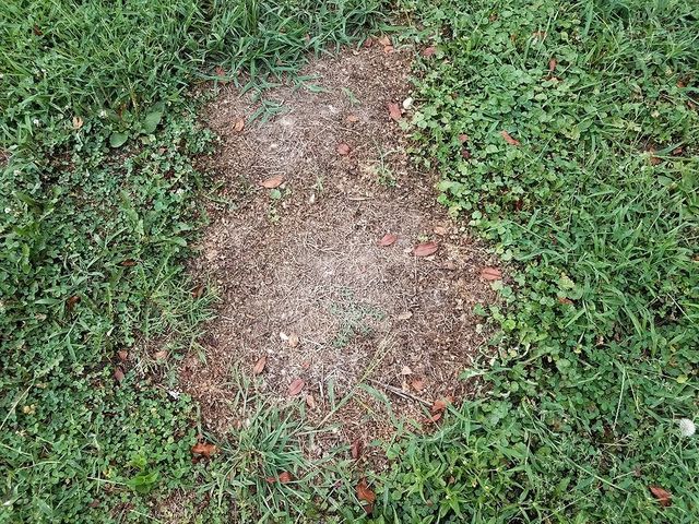 Drought Insect Pest And Disease On Lawns