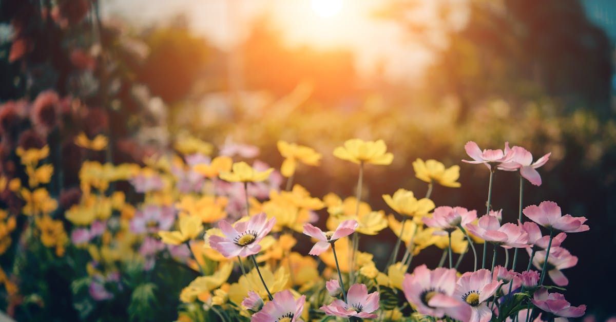 A field of flowers with the sun shining through the trees in the background.