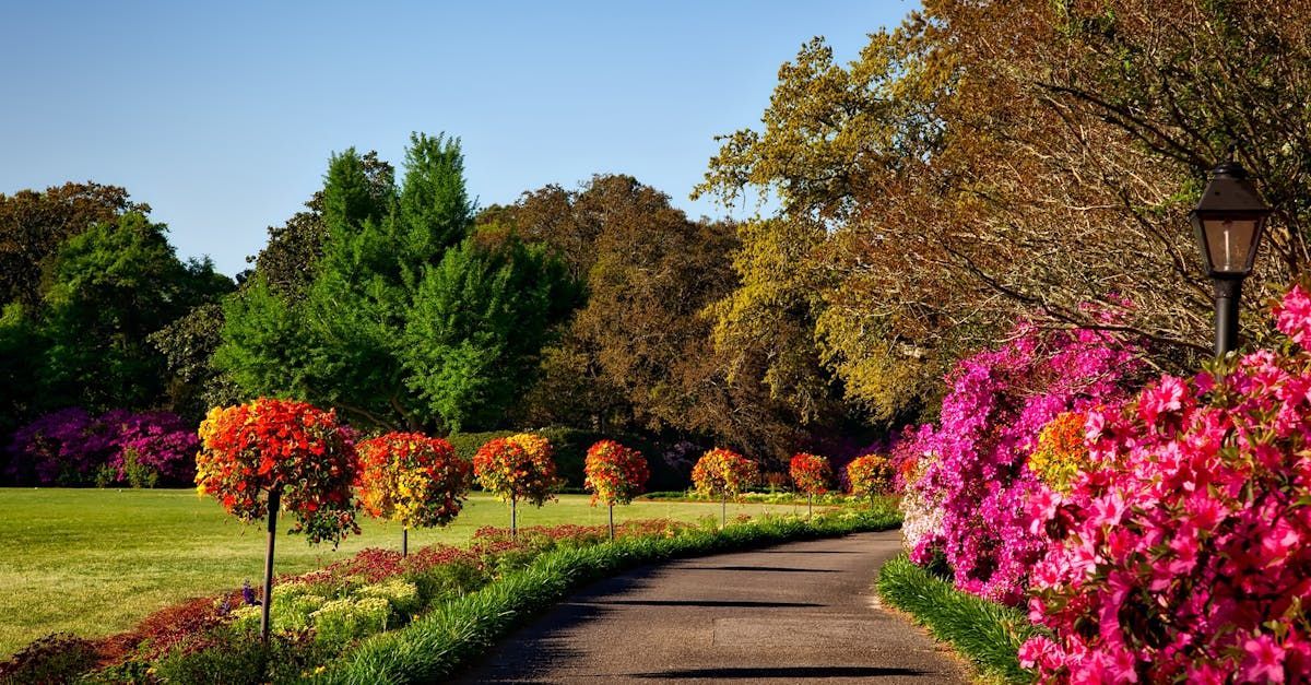 A path in a park surrounded by trees and flowers