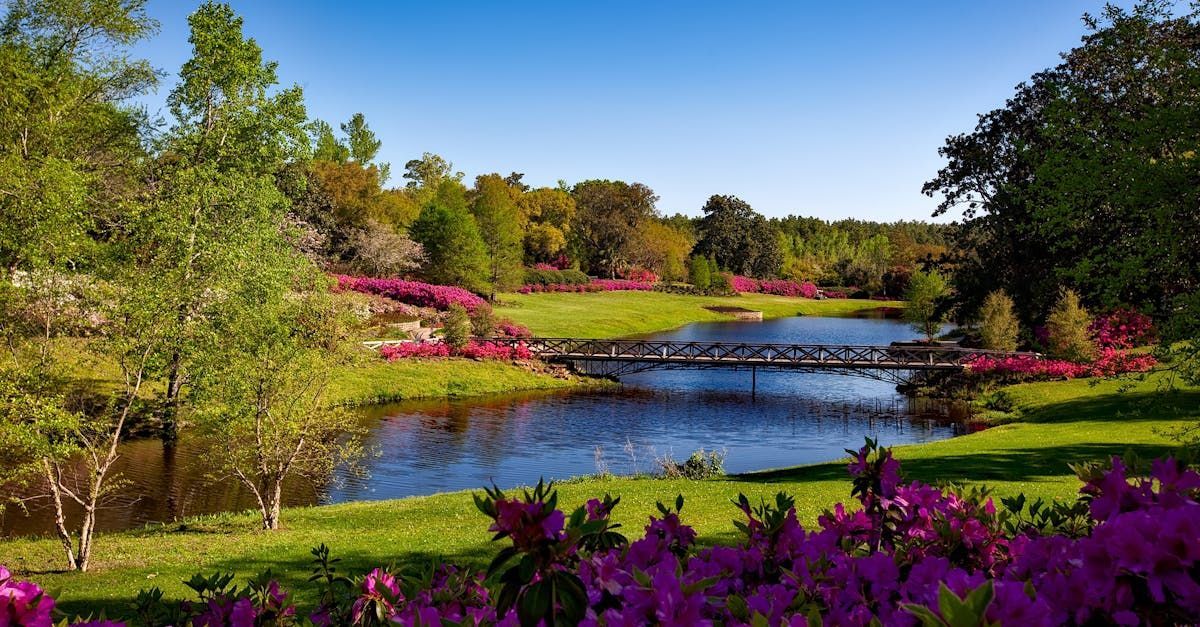 A bridge over a lake in a park with purple flowers in the foreground.