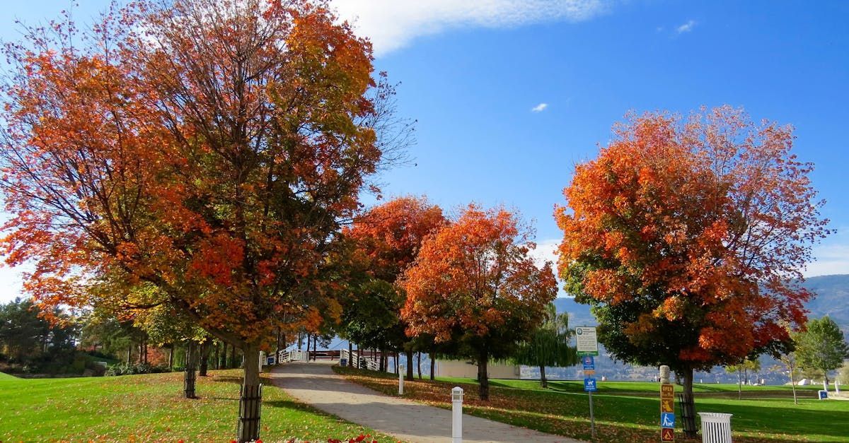 A row of trees with red leaves in a park