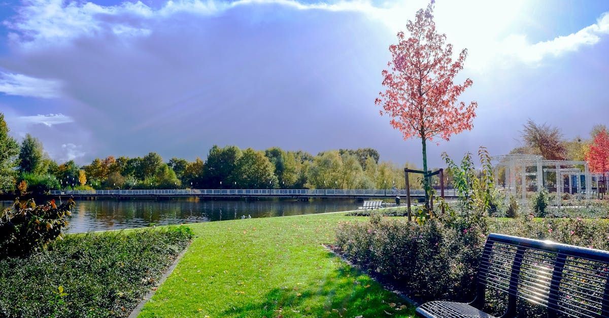 A park with a bench and a tree in the foreground and a lake in the background.