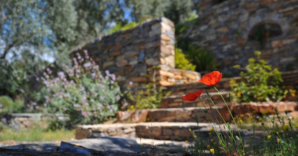 A red flower is growing on a stone staircase in a garden.