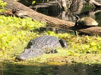 Alligator and a turtle on the Silver River