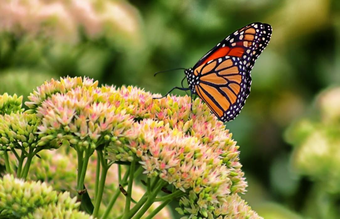 cremation services Phoenix, AZ