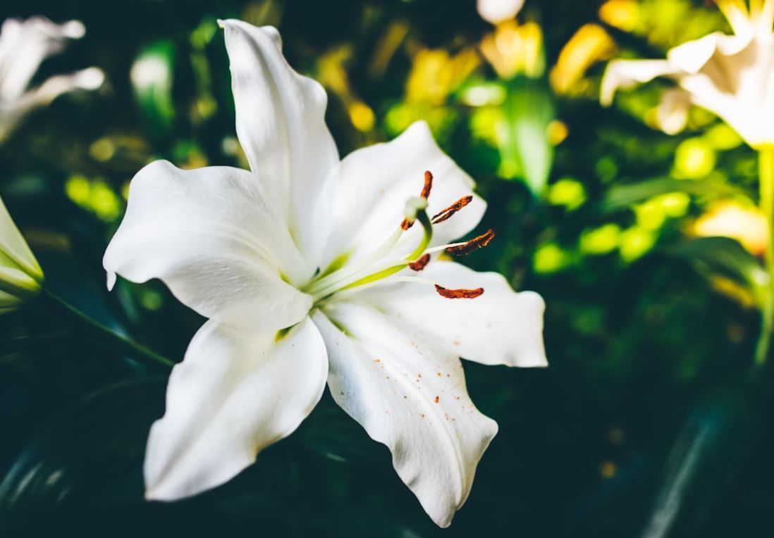 cremation services Phoenix, AZ