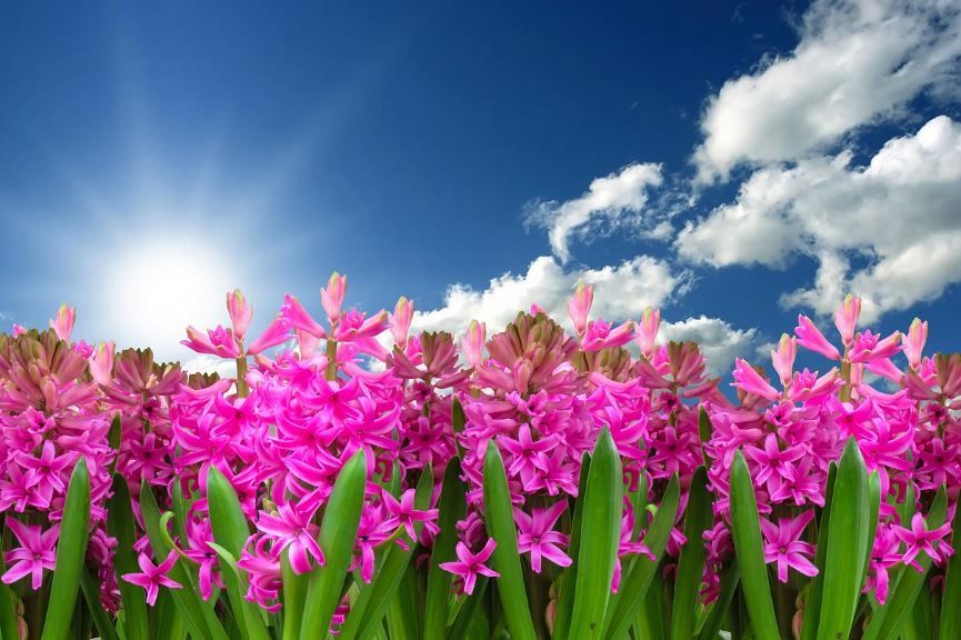 funeral homes Phoenix, AZ