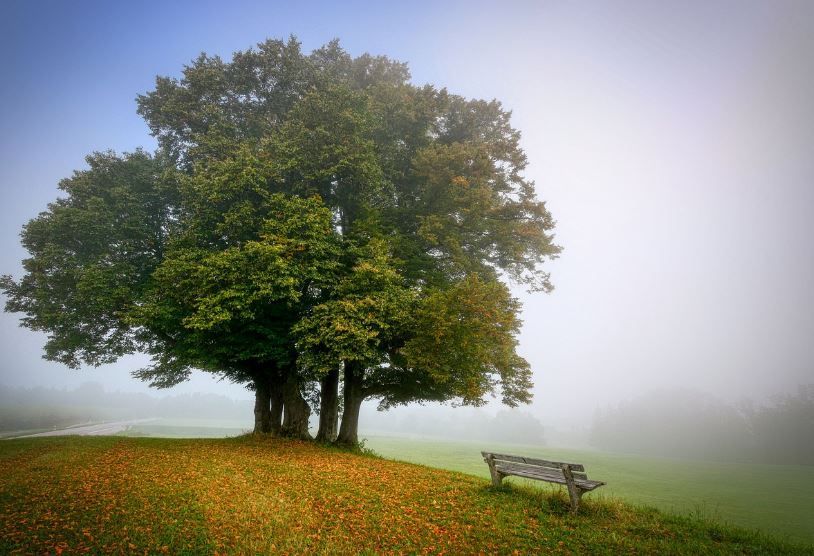 Misty tree and bench in quiet meadow, finding light in grief, cremation services Phoenix, AZ
