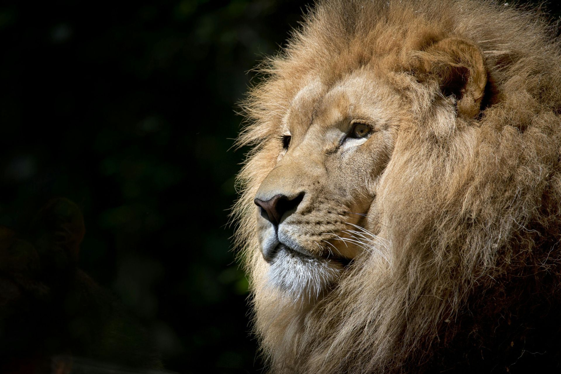 Picture of a powerful lion
