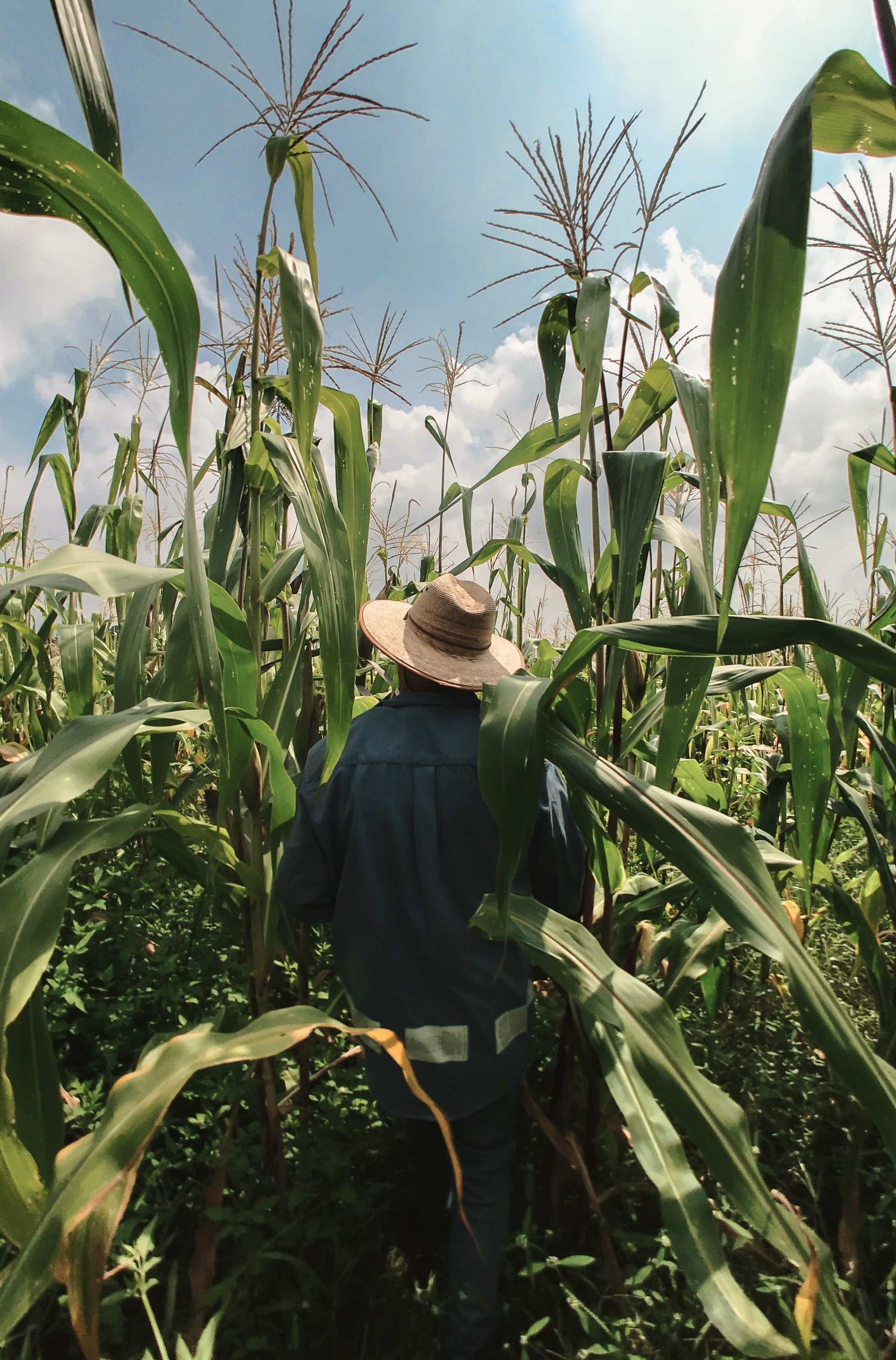 a man in a hat is walking through a corn field