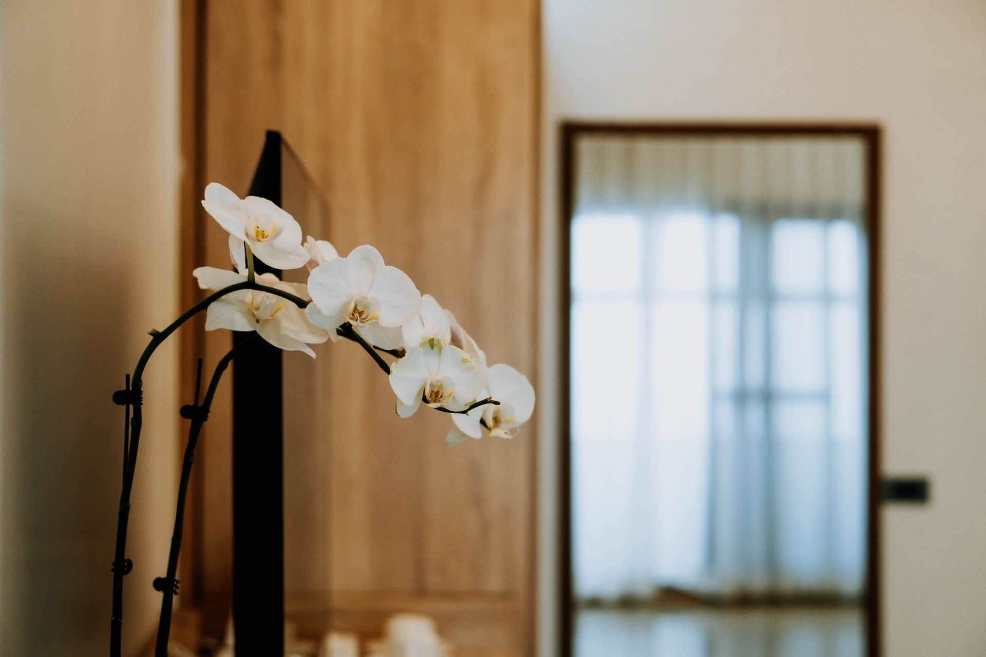 White orchid blossoms in front of a wooden cabinet and mirror.