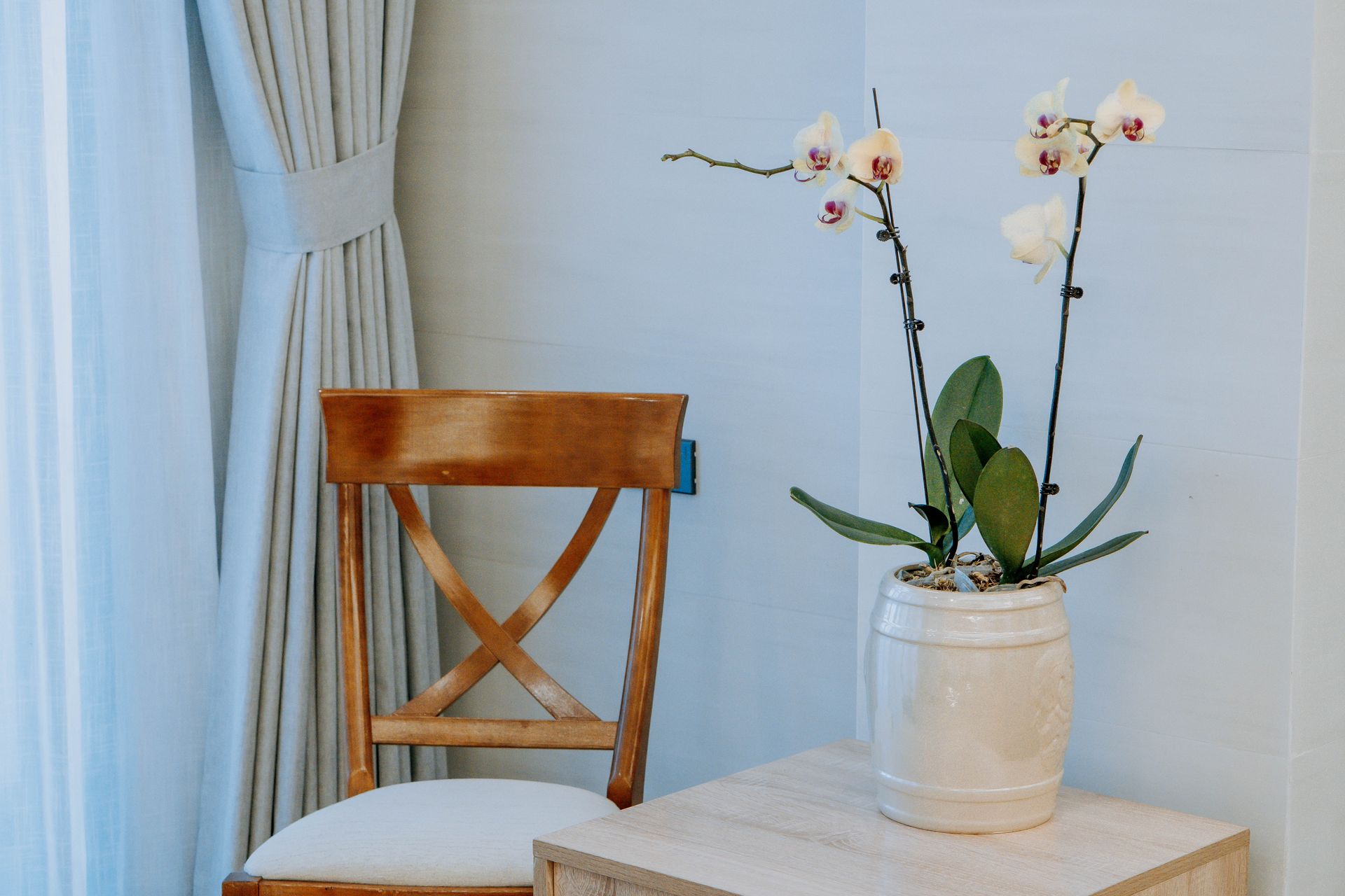 Wooden chair, a flowering orchid in a pot, on a side table next to a curtain.