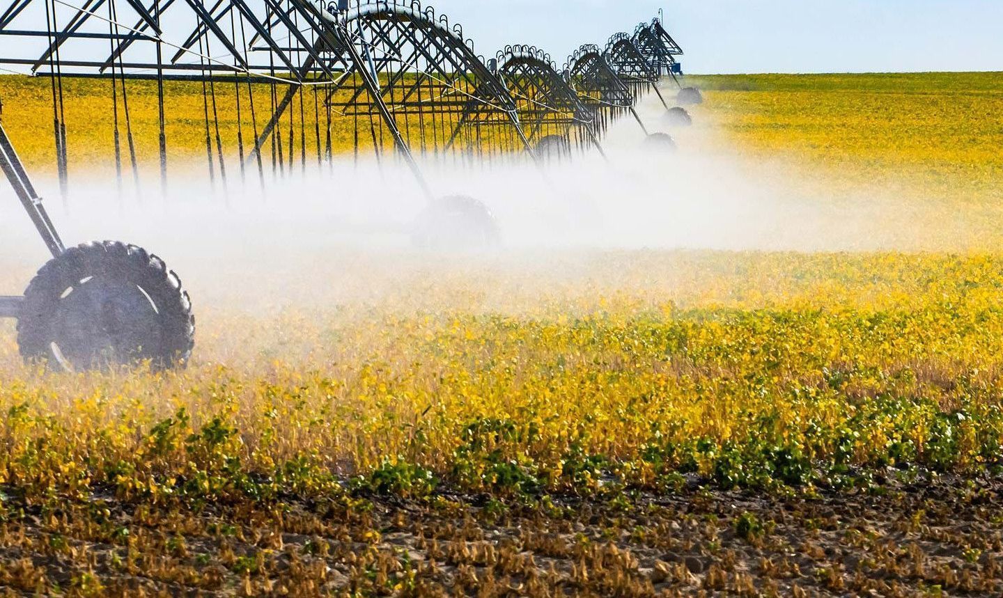 An irrigation system spraying water over a field of yellow crops under a blue sky.
