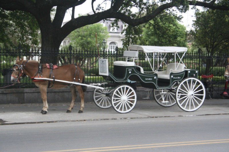 Horse and Carriage on Decatur Street at Jackson Square