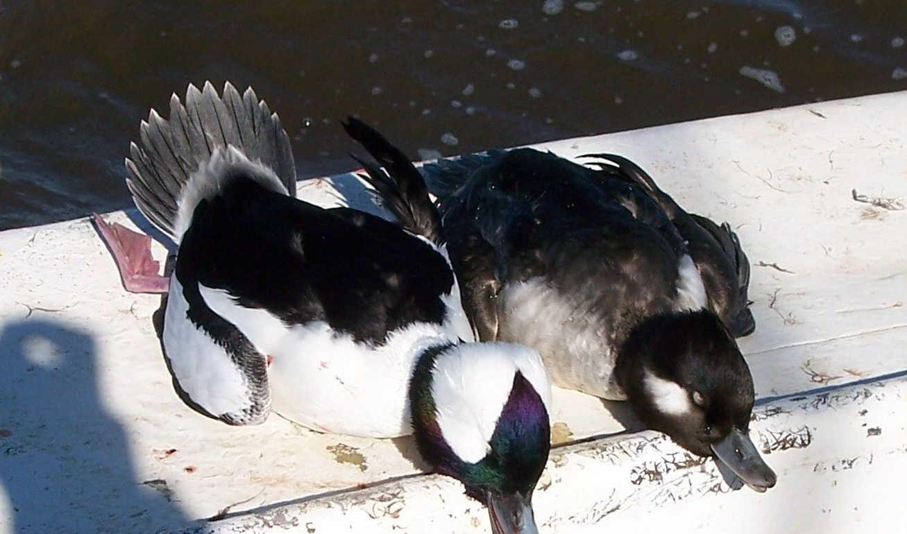 Duck hunts, Duck hunting, Duck hunt, guide, North Carolina, N C Duck Hunting