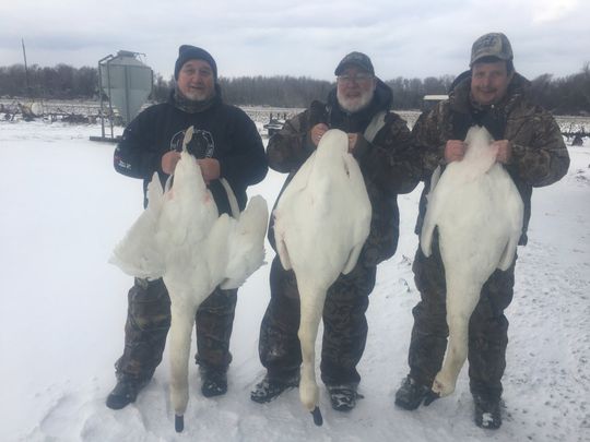 North Carolina Swan hunting guide, Swan hunting outfitter, NC Duck Hunting