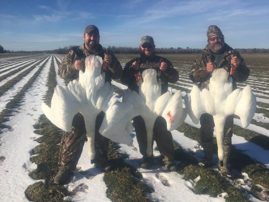 Swan hunting, North Carolina, Duck hunting guide, Swan Hunting Guide