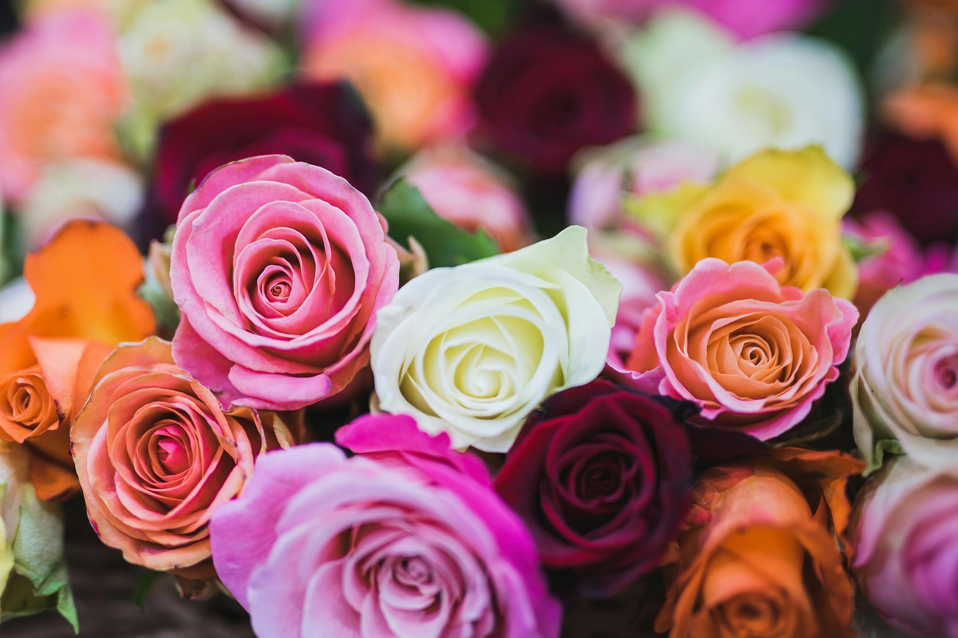 A bunch of colorful roses are sitting on a table.