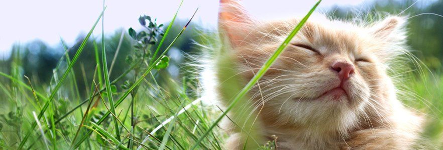 A long haired kitten, sitting in the grass, enjoying the sunshine