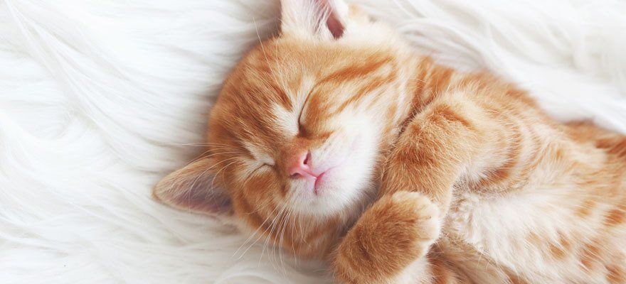 A small ginger kitten, sleeping