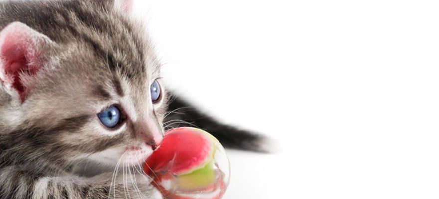 A small kitten playing with a ball