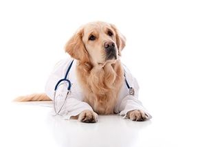 Puppy Vet