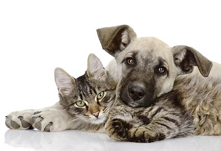 Dog and Cat