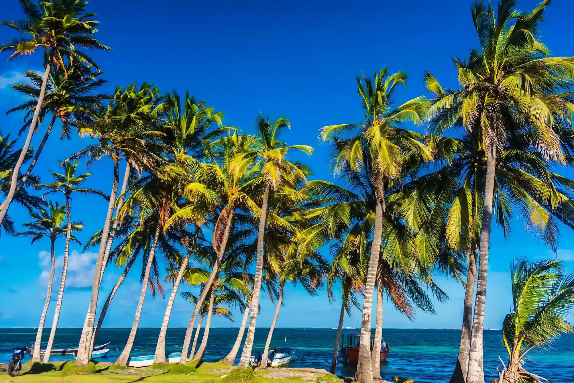 Palmeras altas junto al mar, cielo azul, playa tropical, verano y vacaciones en San Andrés.