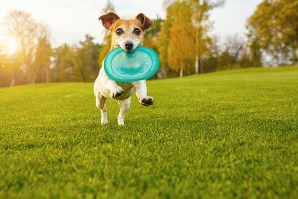 cane con frisbee