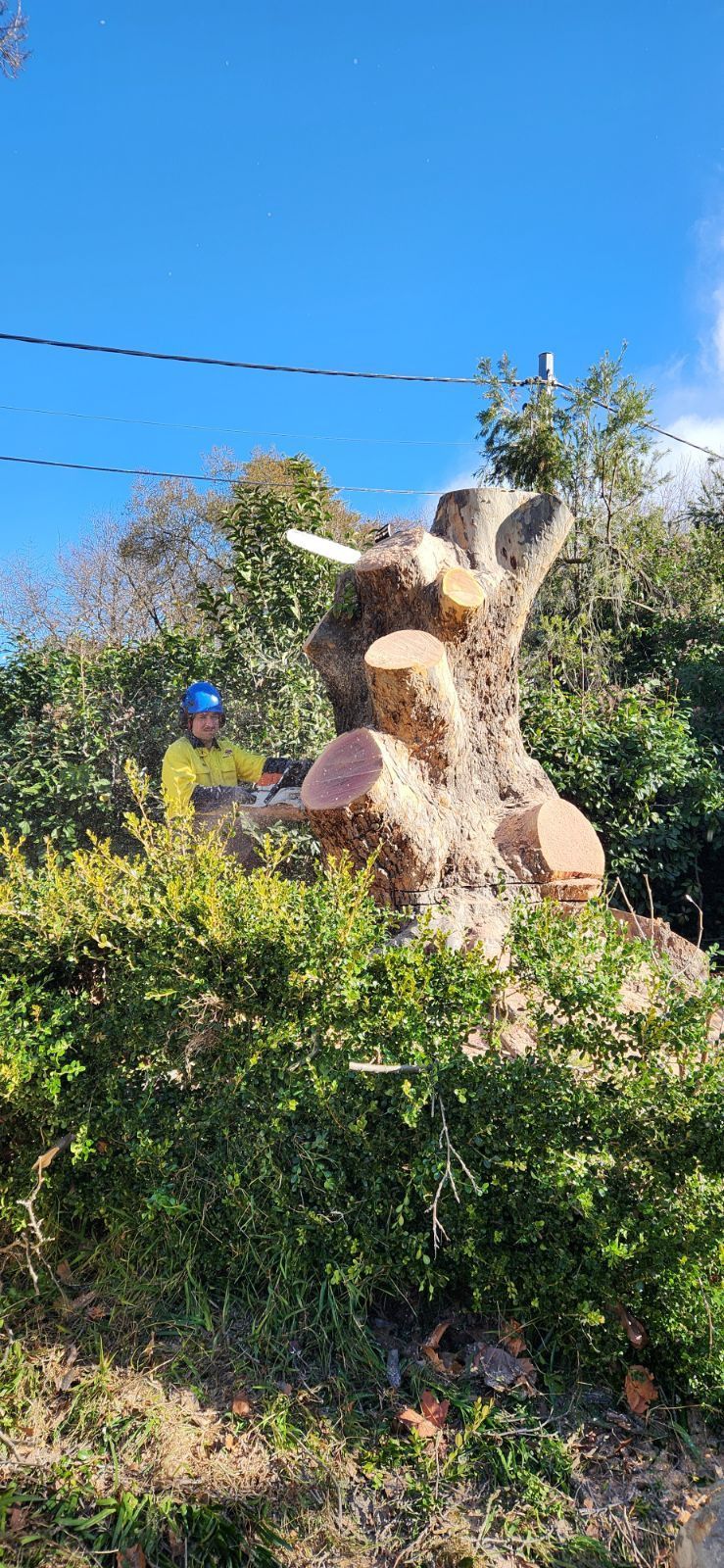 A person in a yellow shirt is using a chainsaw on a large tree stump, surrounded by green bushes, blue sky.