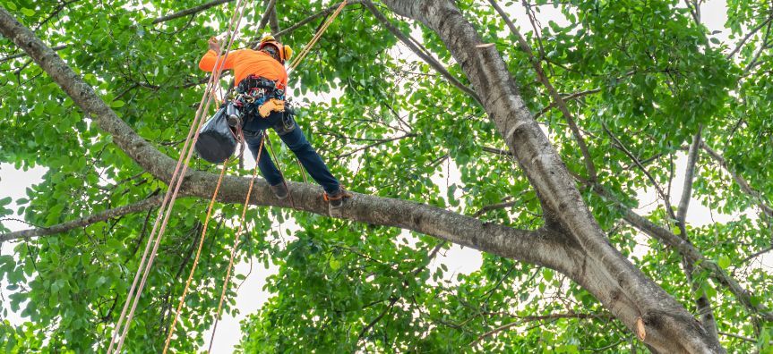 A man is hanging from a tree branch.