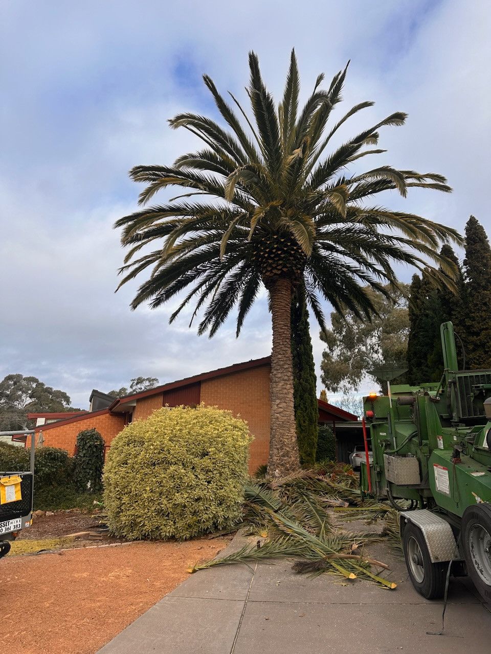 Palm tree being trimmed in front of a house, with a green chipper truck on the right.