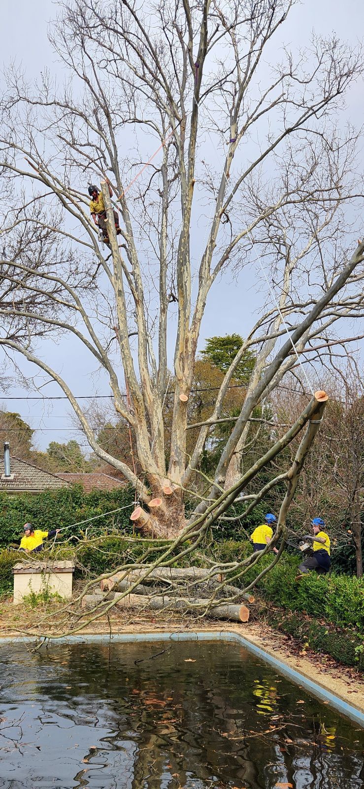 Tree being pruned by workers near a pool, branches falling.
