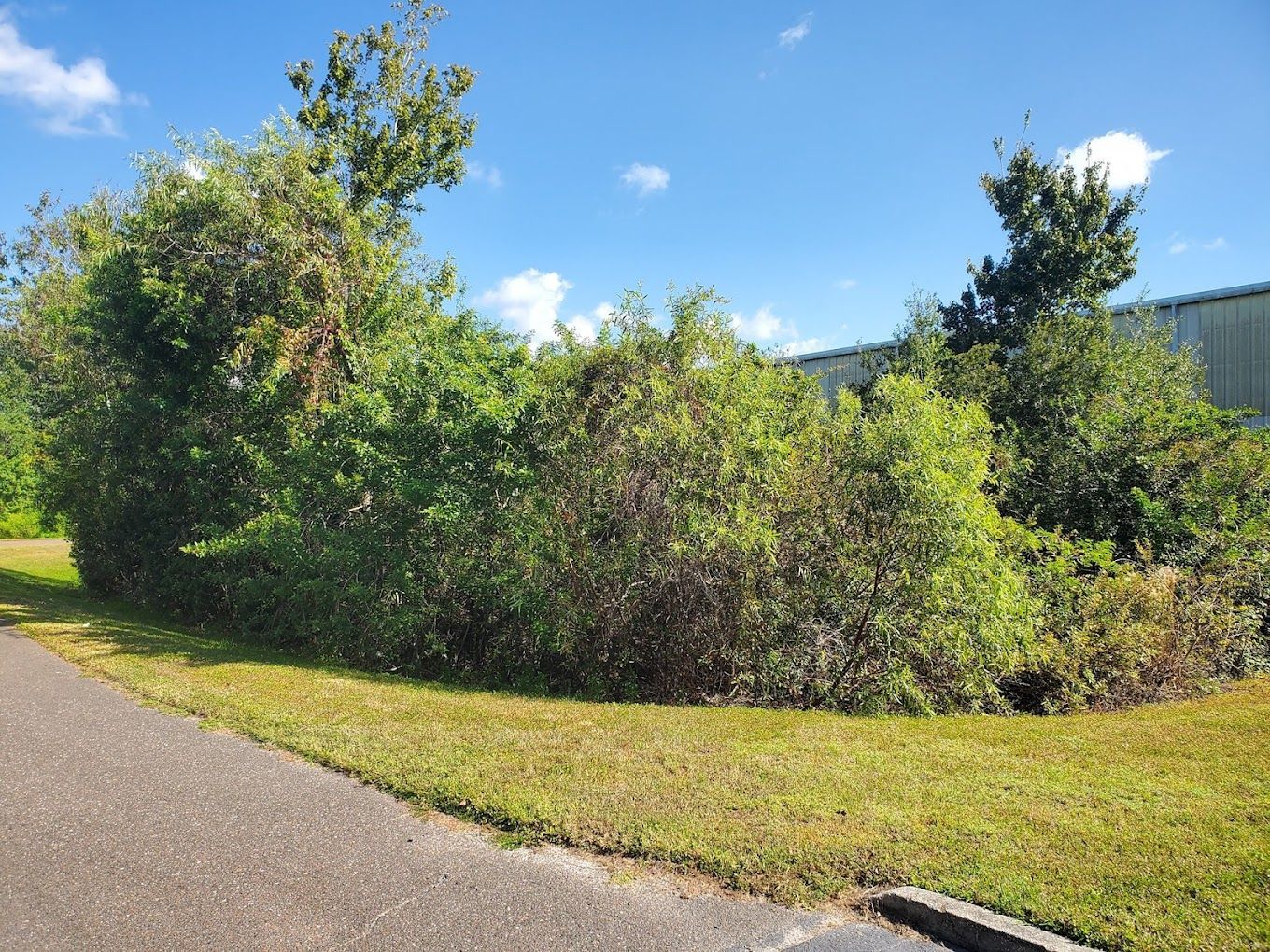 There is a lot of grass and trees on the side of the road.