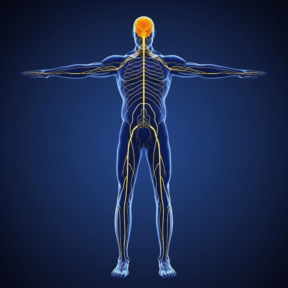 Human body scale