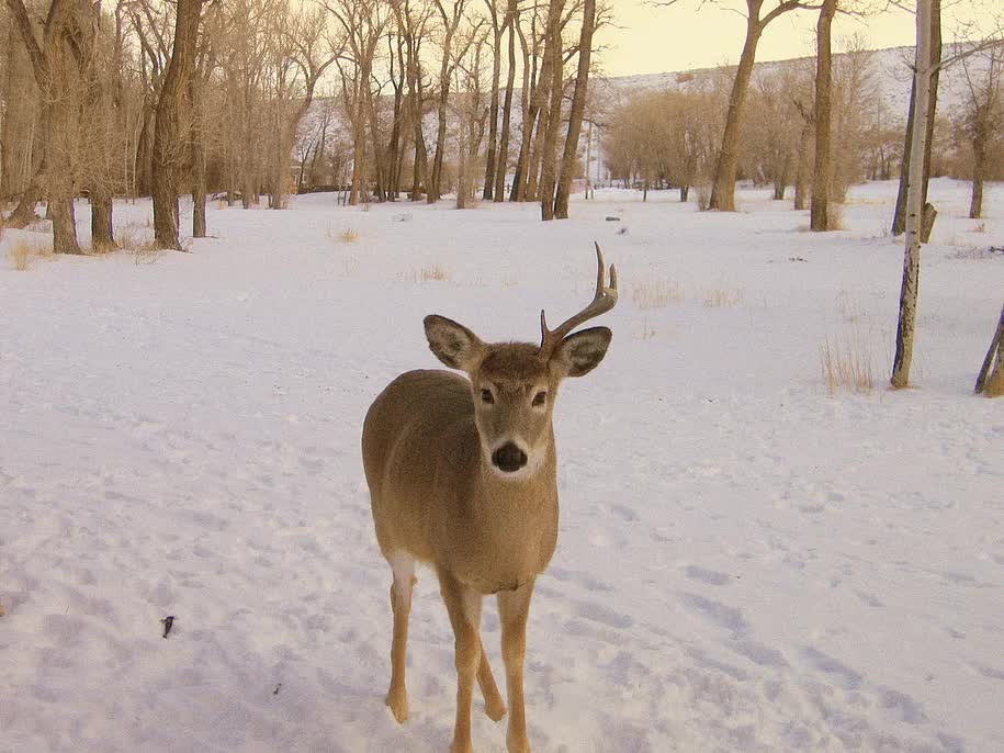 A deer standing in the snow looking at the camera