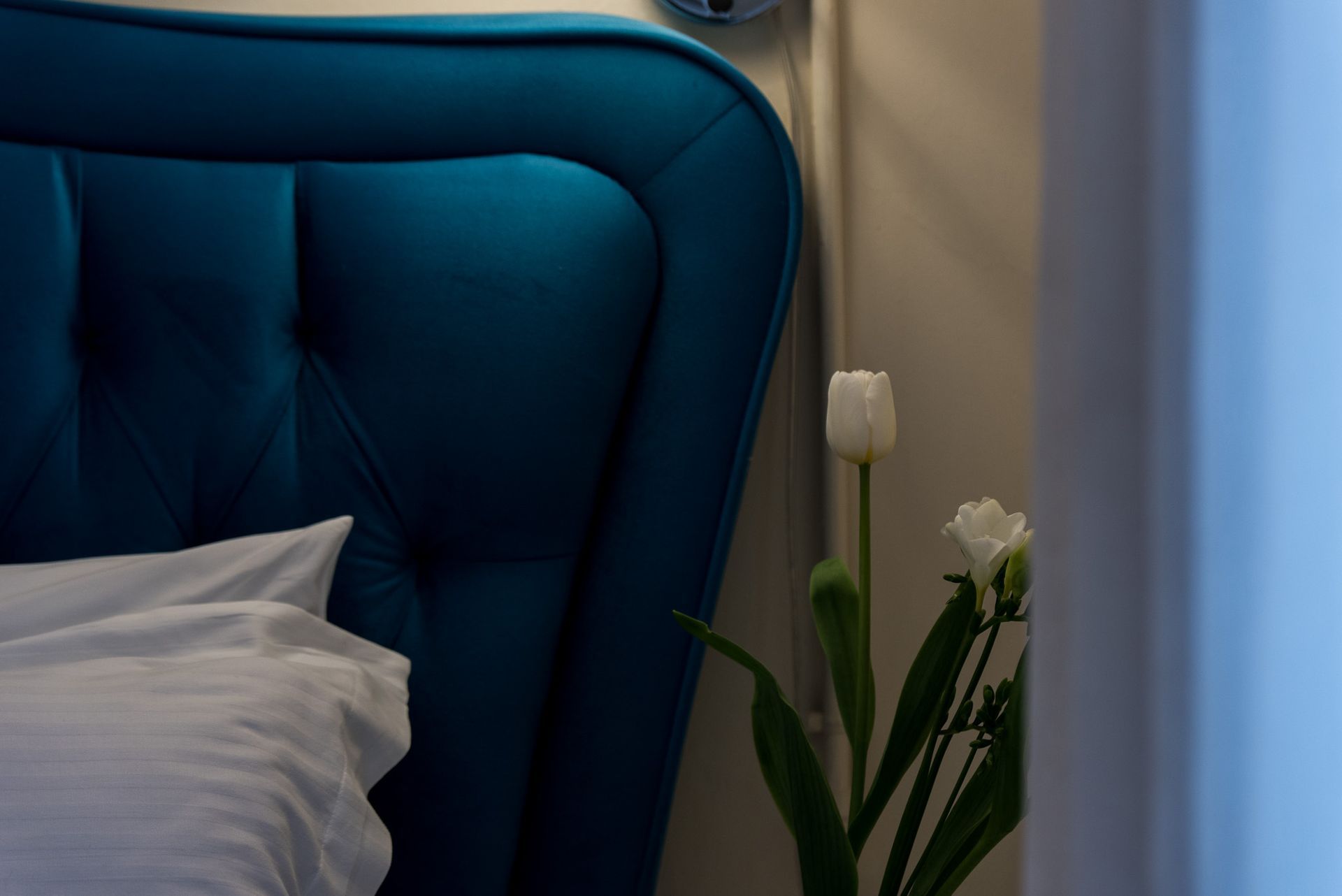 Μια λευκή τουλίπα σε ένα βάζο κάθεται δίπλα σε ένα βελούδινο, βαθύ μπλε βελούδινο κεφαλάρι και λευκά κλινοσκεπάσματα.